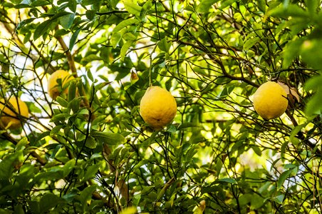 Lemon nature vitamin c