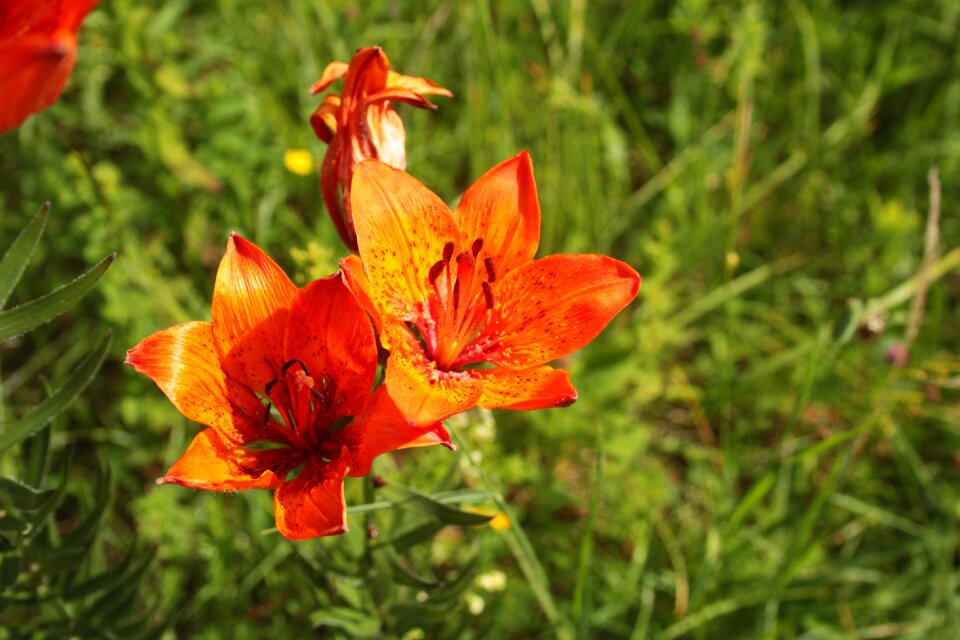 Bloom garden flora