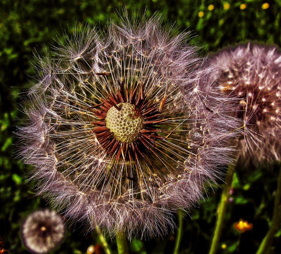Infructescence common dandelion taraxacum sect