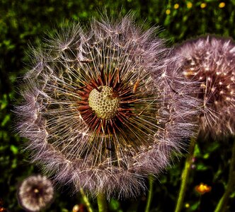 Infructescence common dandelion taraxacum sect