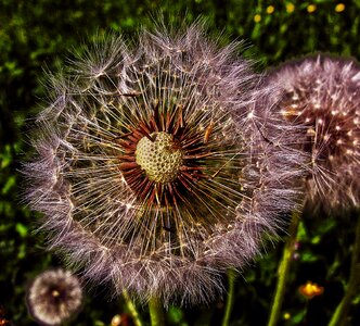 Infructescence common dandelion taraxacum sect photo