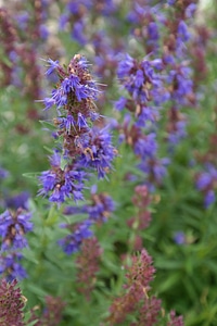 Blossom bloom blue