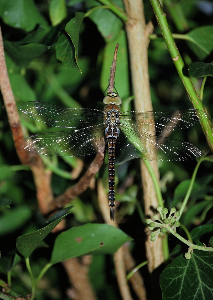 Insect macro wildlife