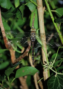 Insect macro wildlife