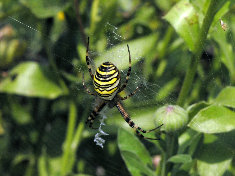 Wasp spider tiger spider cobweb