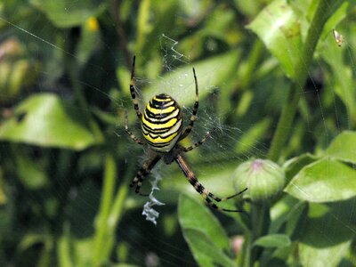 Wasp spider tiger spider cobweb photo