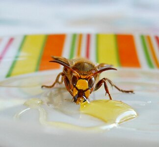 Honey garden breakfast