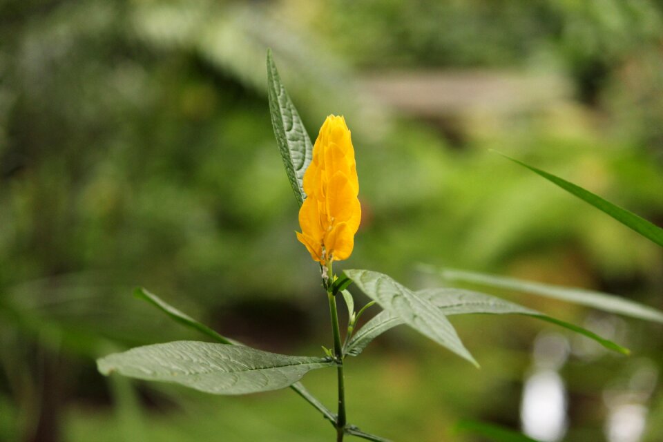 Beautiful flower yellow flower close up