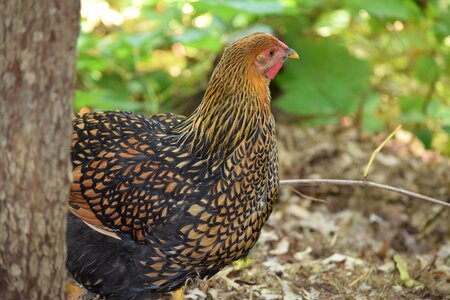 Spots feathers orange