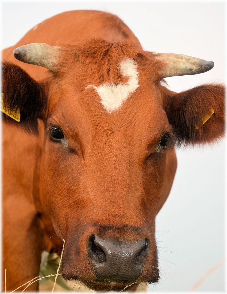 Animal cow agriculture