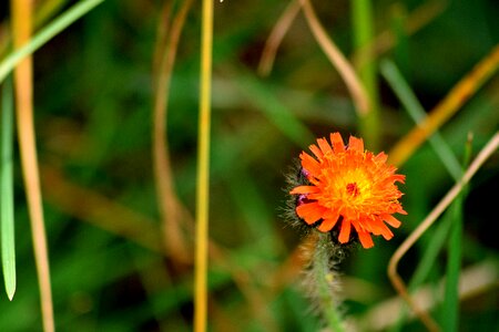 Plant blooming flora