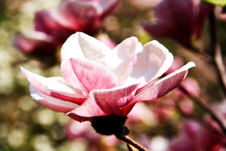 Spring flowering tree bloom photo