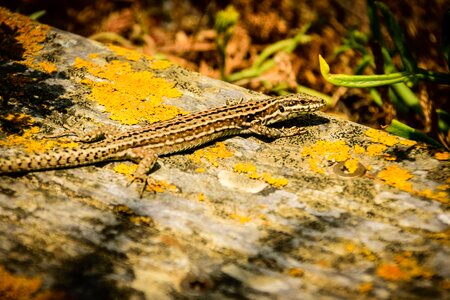 Lizard spotted disguised