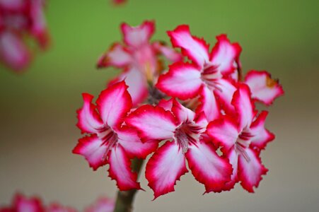 Nature flora pink