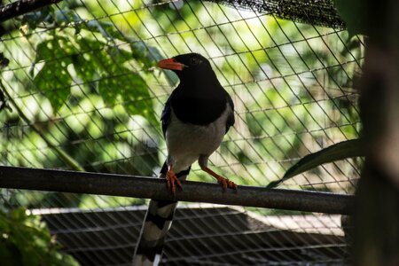 Animals dove parrot photo