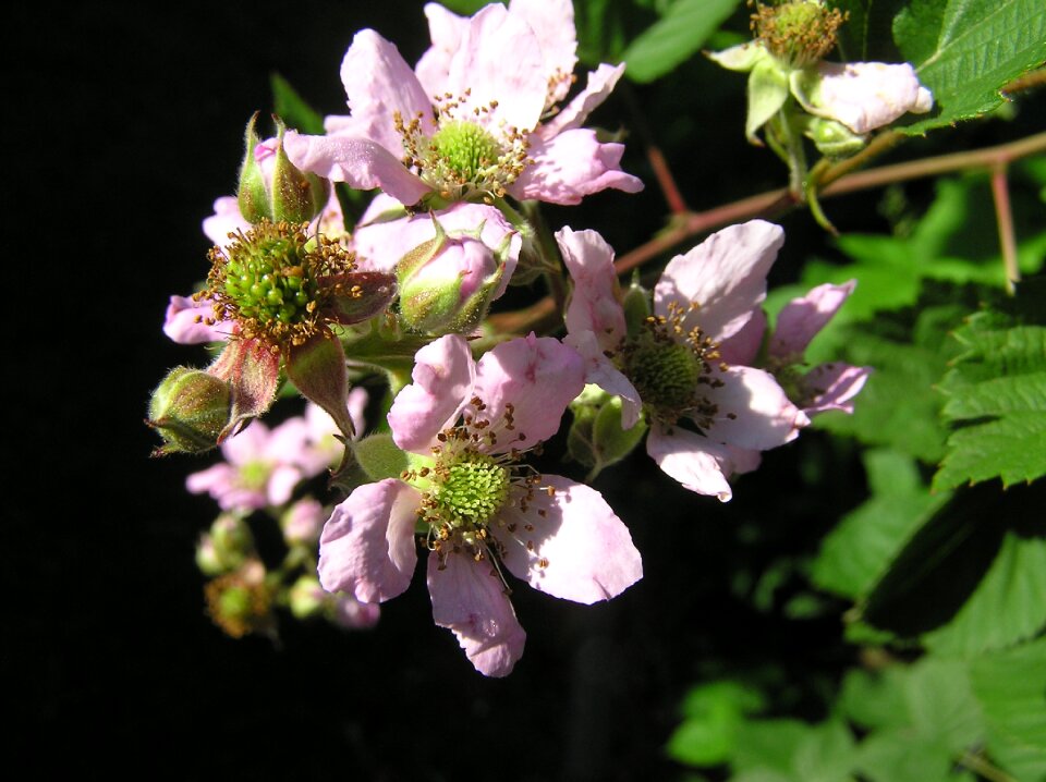 Fruit organic plant