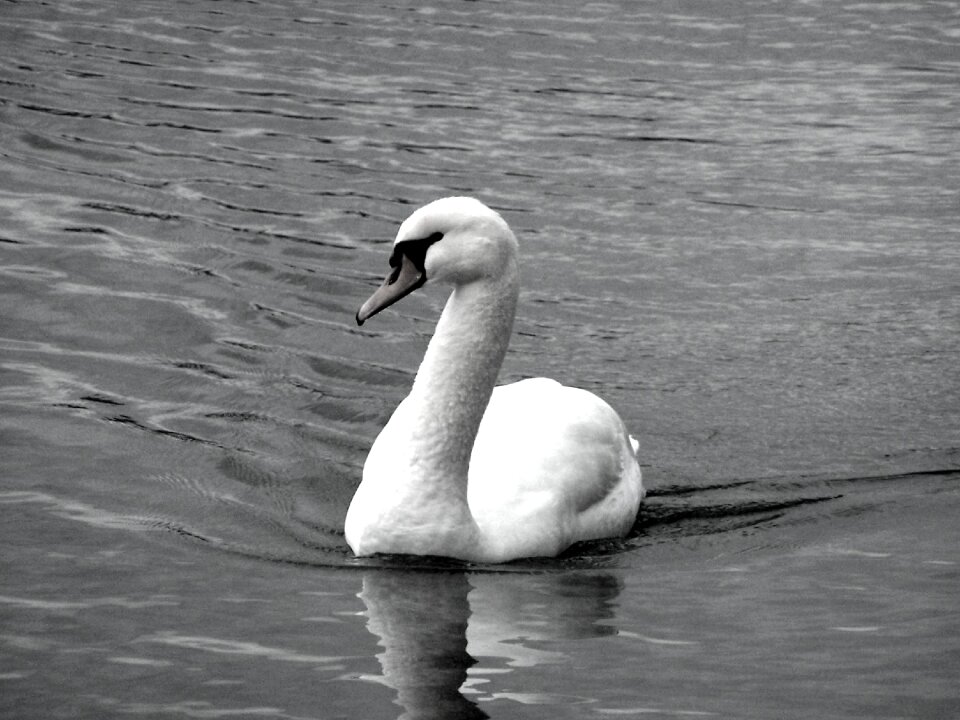 Swan annecy lake
