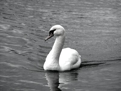 Swan annecy lake