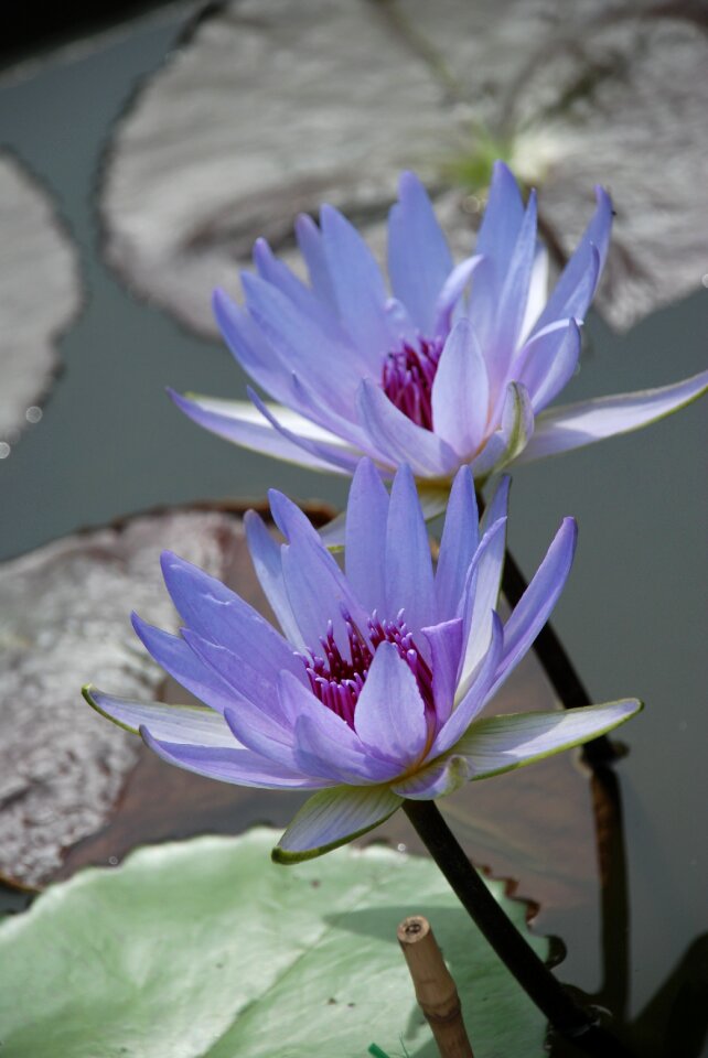 Aquatic plant pond nature