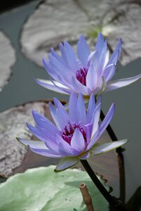 Aquatic plant pond nature