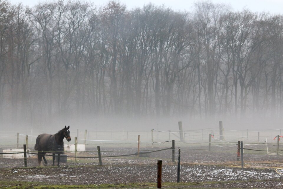 Horse nature winter