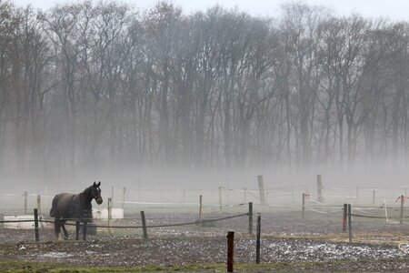 Horse nature winter