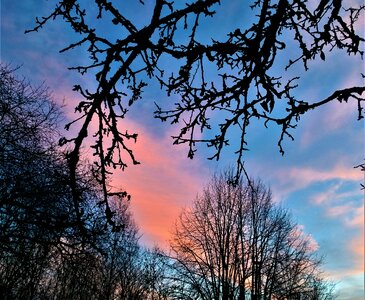 Branches tree evening photo