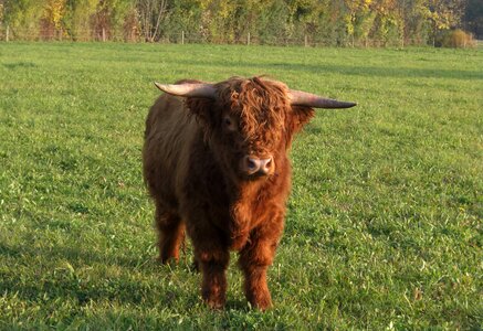 Weidetier shaggy beef