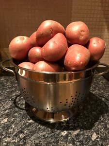 Spuds irish potatoes photo