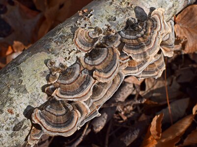 Fungi plant nature photo