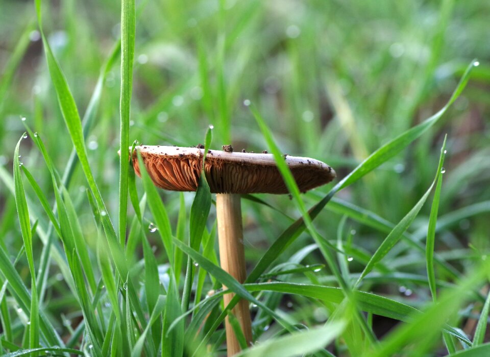 Grass meadow single