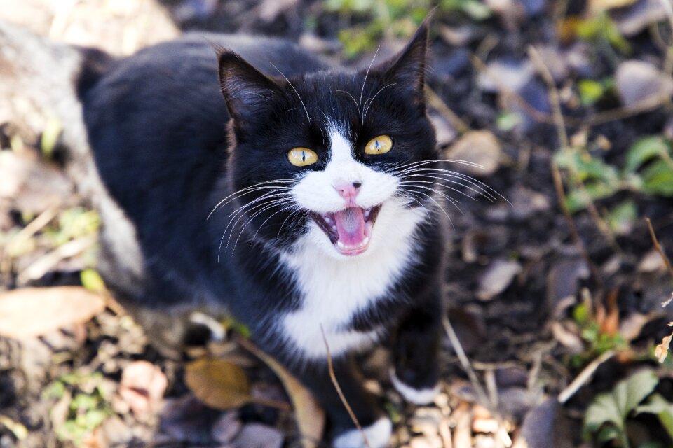 Cat's eye muzzle cat housecat
