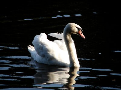 Swan nature water bird photo