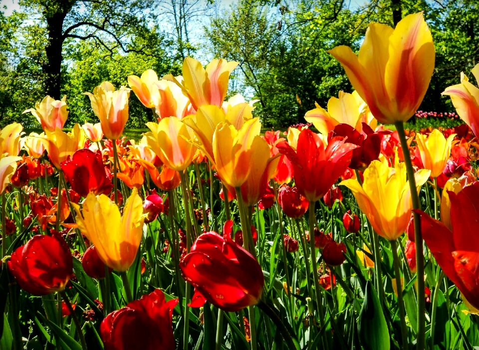 Tulips red yellow