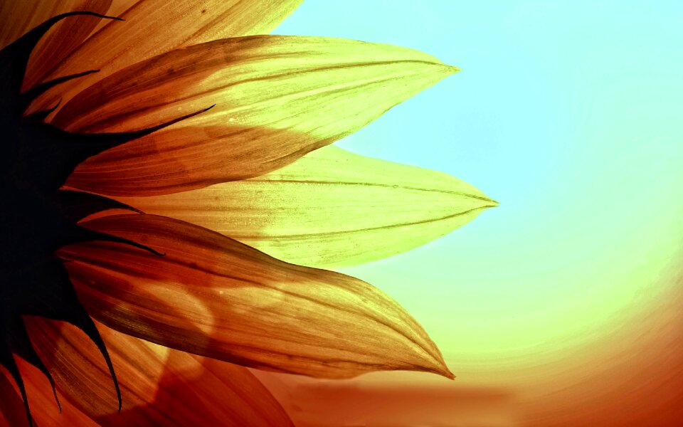 Sunlight sun