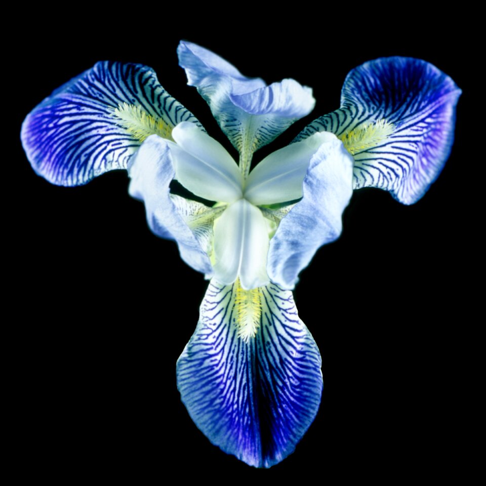 Bloom nature blue