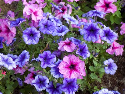 Purple ornamental plant bright colors photo