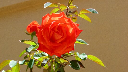 Rose flower nature
