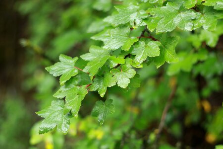 Rain leaf be quiet