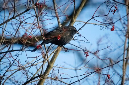 Songbird ash mountain ash