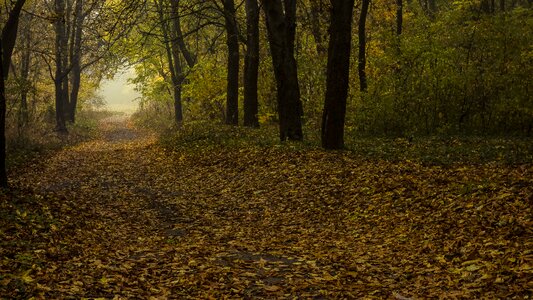 Fog trees leaves photo