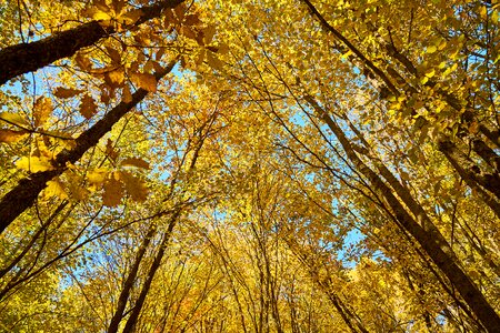 Nature beautiful background
