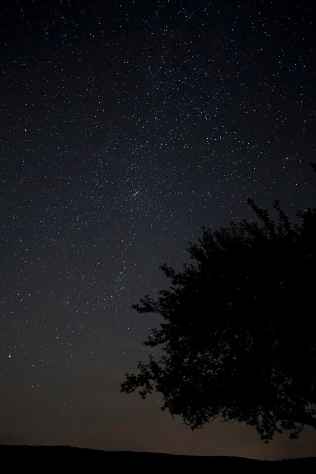 Tree astro starry sky photo