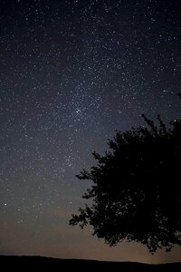 Tree astro starry sky photo