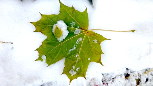Autumn the first snow maple leaf