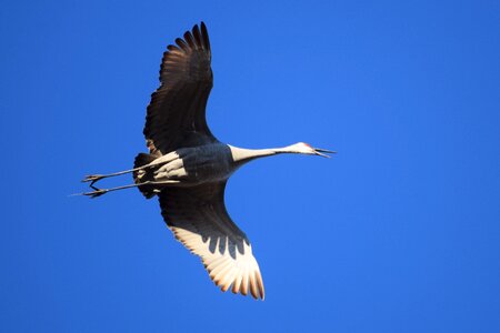 Bird beak squawk