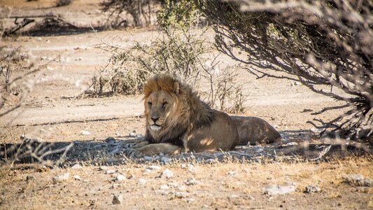 Etosha landscape safari