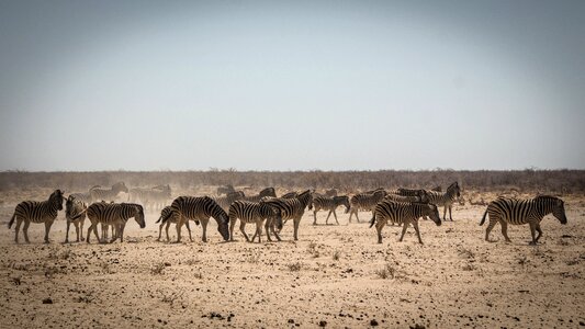 Etosha landscape safari photo