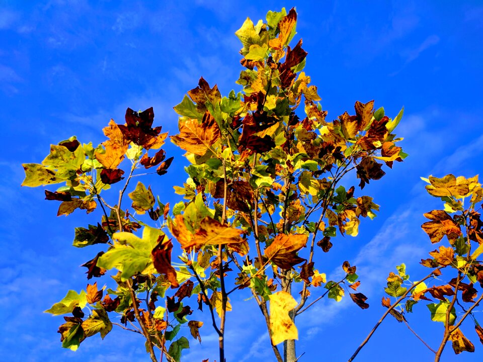 Blue sky nature photo