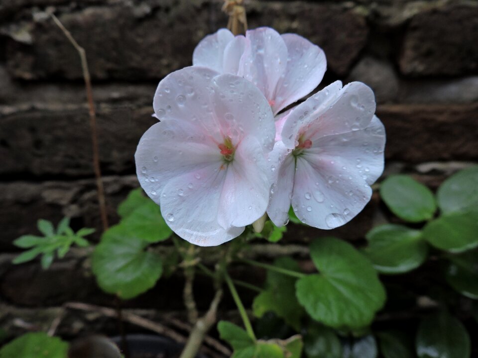 Bricks garden plant
